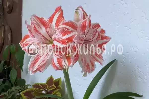 Гостевой дом «LETTO», Дивноморское Гостевой дом «LETTO», Дивноморское