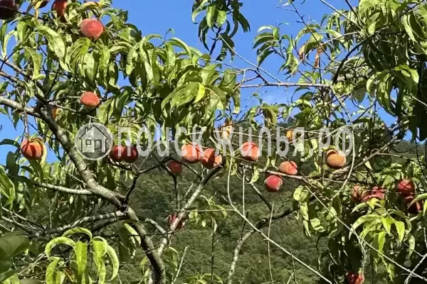 «Отрада», Ольгинка