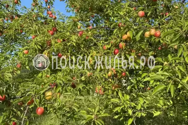 «Отрада», Ольгинка