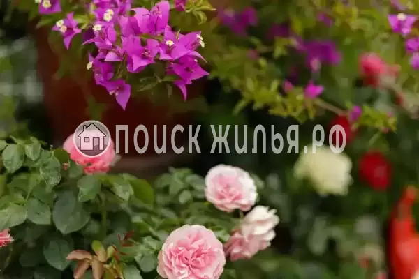 Частный сектор «Оазис», Джубга Частный сектор «Оазис», Джубга