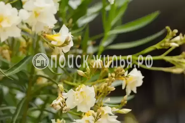 Частный сектор «Оазис», Джубга Частный сектор «Оазис», Джубга