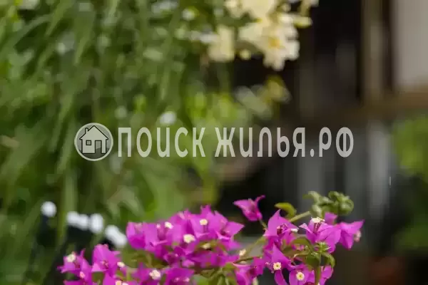 Частный сектор «Оазис», Джубга Частный сектор «Оазис», Джубга