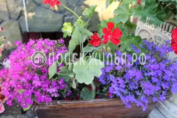 Частный сектор «Оазис», Джубга Частный сектор «Оазис», Джубга