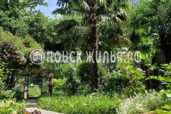 «Мини пальма», Лазаревское