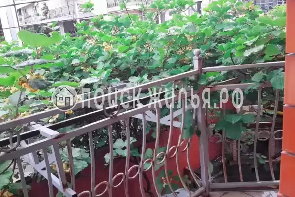 «Аметист», Лазаревское «Аметист», Лазаревское