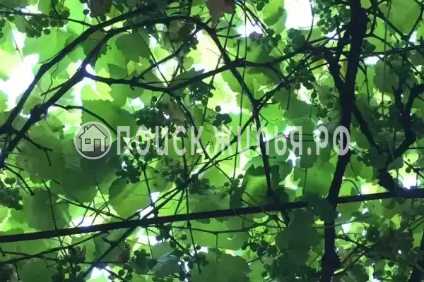 «Элина», Лазаревское