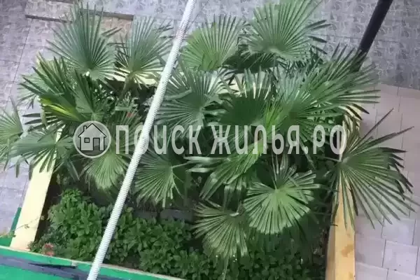 «Аракс», Лазаревское «Аракс», Лазаревское