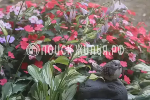 «Белый ирис», Лазаревское