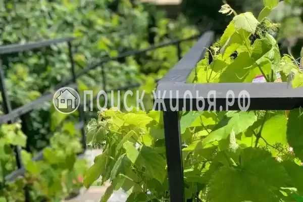 «Чайка», Архипо-Осиповка