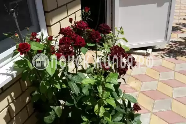 «Наташа», Голубицкая