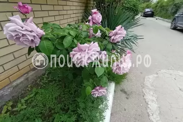 «Лотос», Анапа