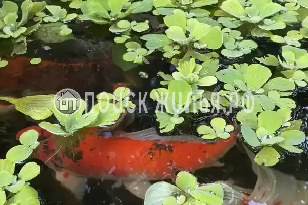 Частный сектор «Сибиряк», Лазаревское