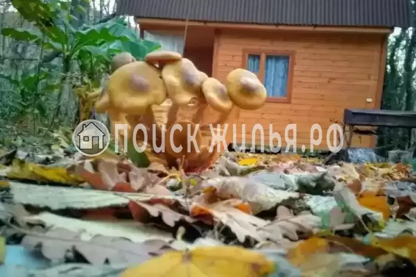 Частный сектор «Домик под клëнами», Бетта Частный сектор «Домик под клëнами», Бетта