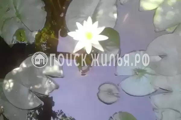 Частный сектор «Магнолия», Архипо-Осиповка Частный сектор «Магнолия», Архипо-Осиповка