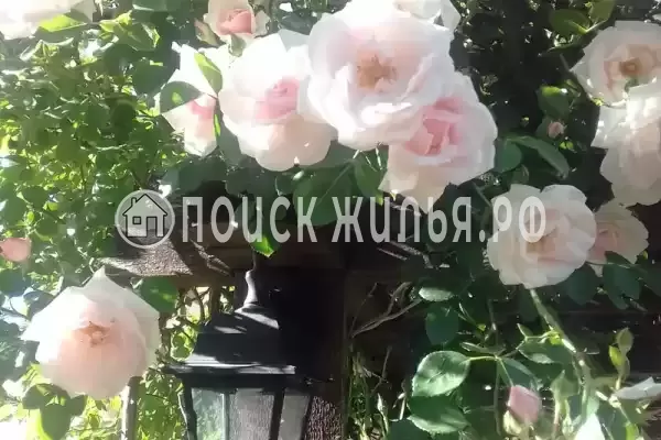 Частный сектор «Магнолия», Архипо-Осиповка Частный сектор «Магнолия», Архипо-Осиповка