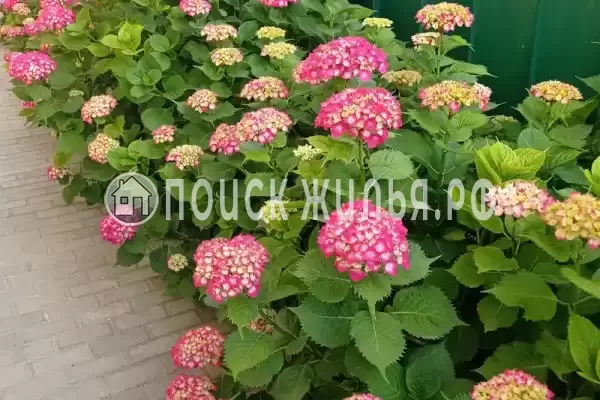 «Любушка», Лазаревское