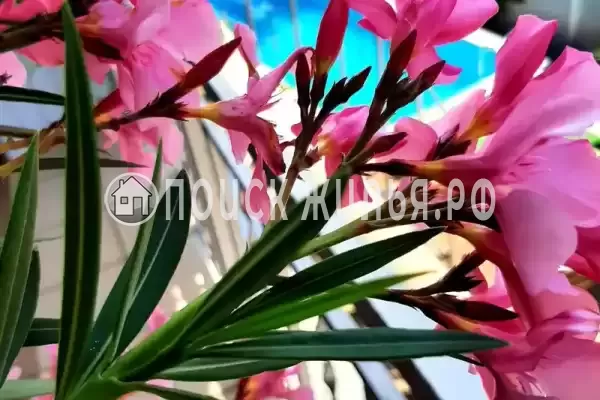 «Морская миля» «Морская миля»