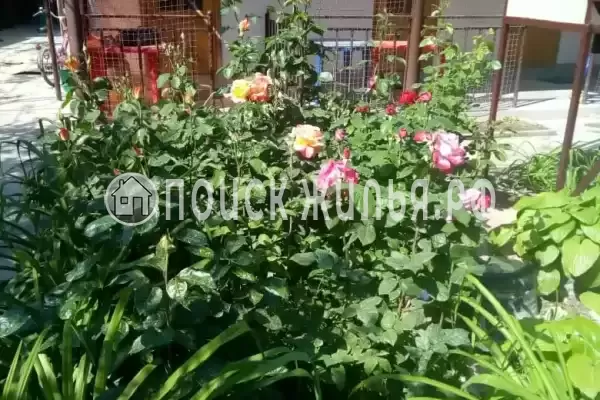 «Алина» «Алина»