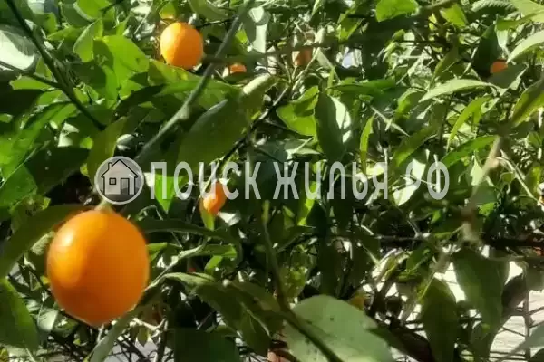 «Мистраль»