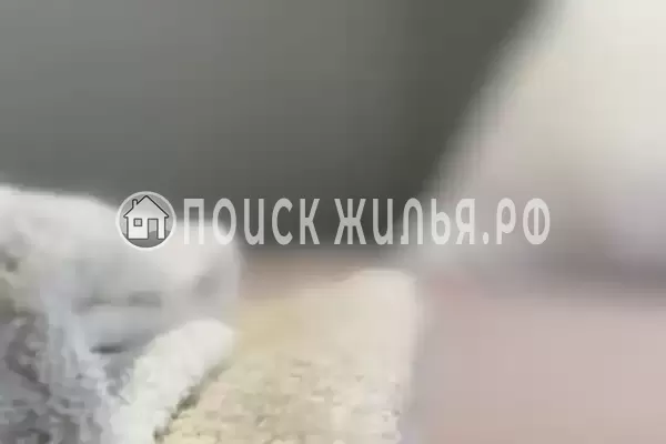 «Фламинго»