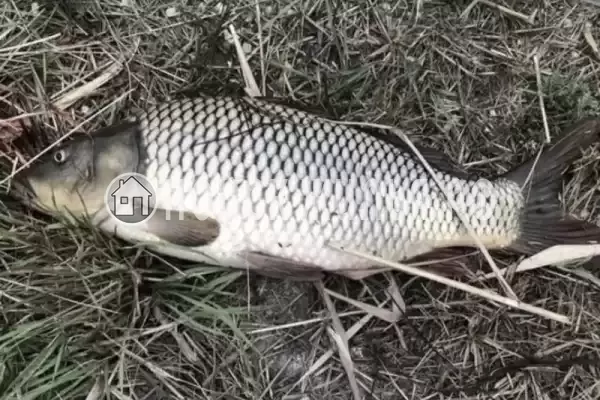 Частный сектор «Азовские жемчужины» Частный сектор «Азовские жемчужины»