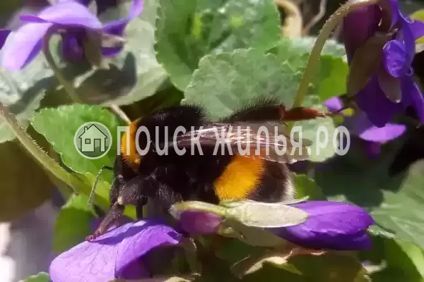 Дом под ключ «На Павлова» Дом под ключ «На Павлова»