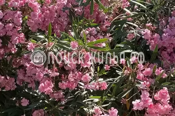 Частный сектор «Комната в частном доме у моря»