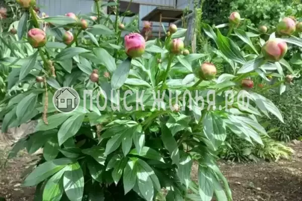 Дом под ключ «У тополя»