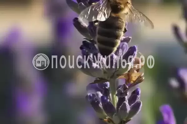 Дом под ключ «Лаванда»