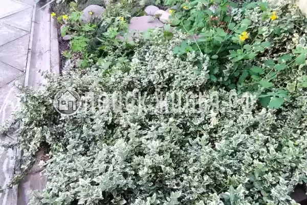 Частный сектор «Домик у моря на 12 человек»