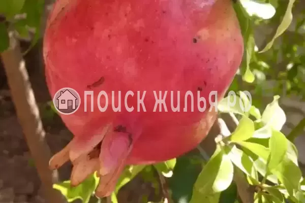 Дом под ключ «NeNaSevere»