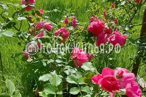 Дом под ключ «С бассейном» Дом под ключ «С бассейном»