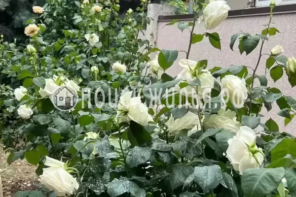 «Уютный гостевой дом на Лесной» «Уютный гостевой дом на Лесной»