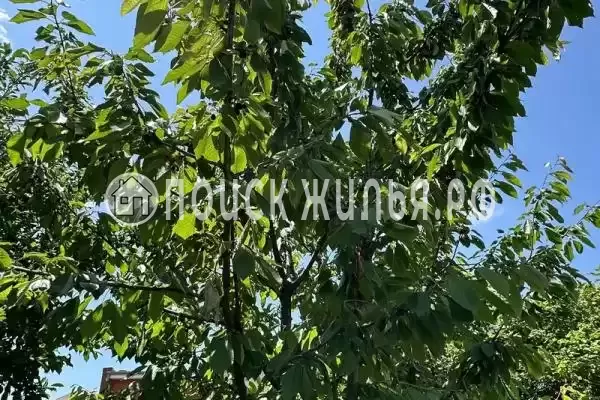 «Две столицы», Новомихайловский «Две столицы», Новомихайловский