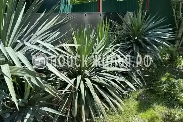 «Две столицы», Новомихайловский «Две столицы», Новомихайловский