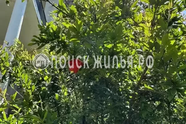 «Две столицы», Новомихайловский «Две столицы», Новомихайловский