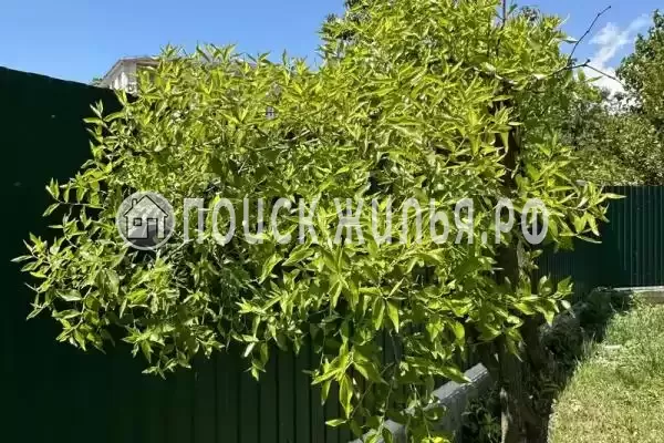 «Две столицы», Новомихайловский «Две столицы», Новомихайловский