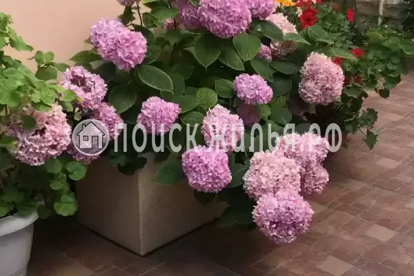 Гостевой дом «Монако», Адлер