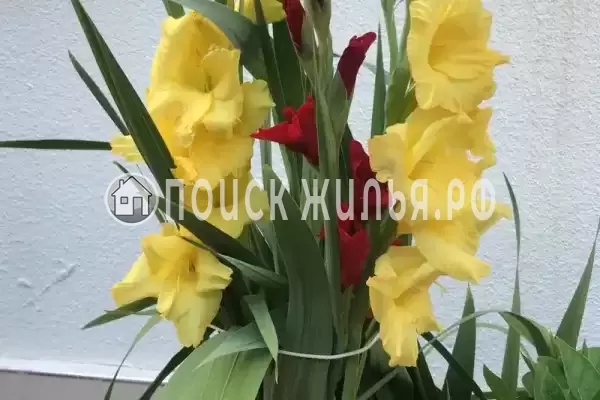 Гостевой дом «Монако», Адлер