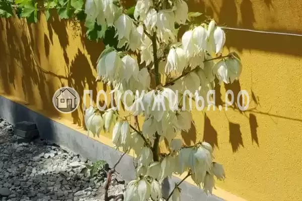 «Мандарин», Кабардинка