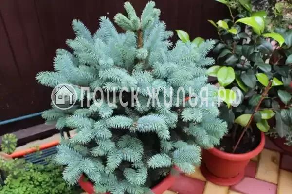  «Частный дом Ангелина», Адлер