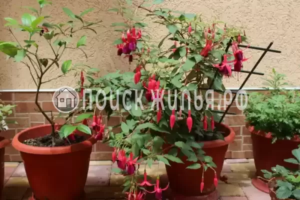  «Частный дом Ангелина», Адлер