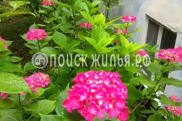 Частный сектор «Частный дом Уютный дом у моря», Новый Афон