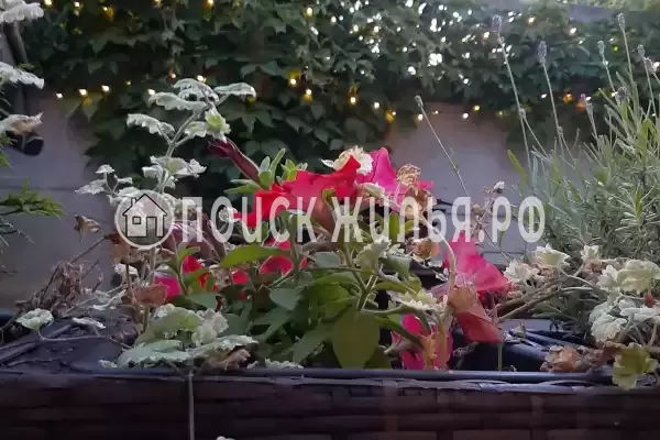 «Листья Травы», Балтийск «Листья Травы», Балтийск