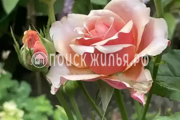 «Альталушта», Алушта «Альталушта», Алушта