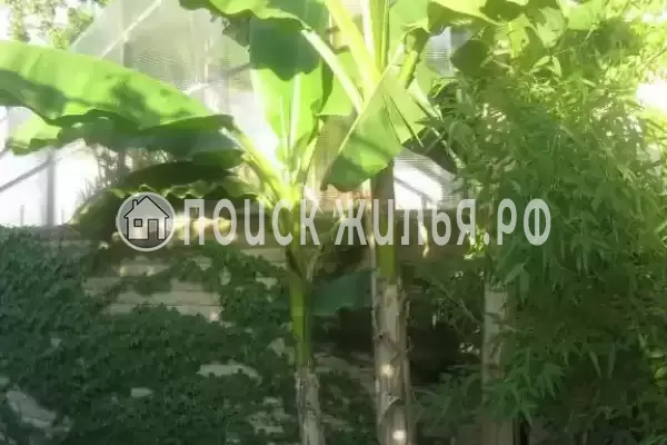 «Милана», Адлер