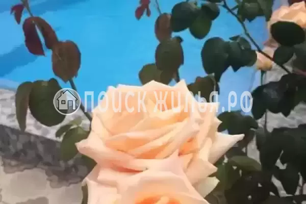 «Алекс», Лазаревское «Алекс», Лазаревское