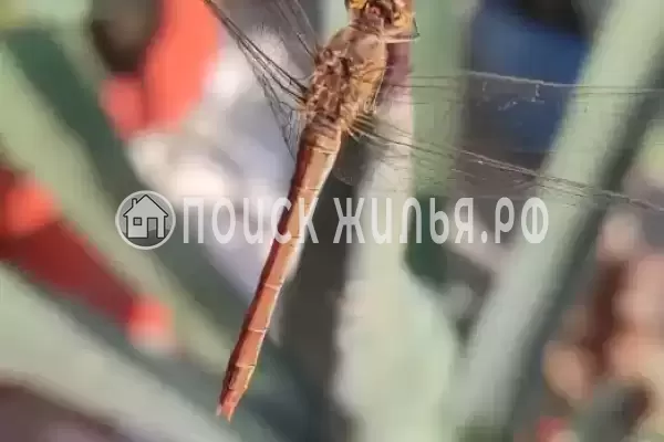 «Маленькая страна», Кучугуры «Маленькая страна», Кучугуры