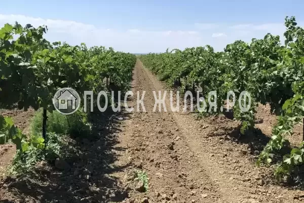 «Фридом», Веселовка