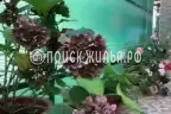 «Делюкс», Адлер